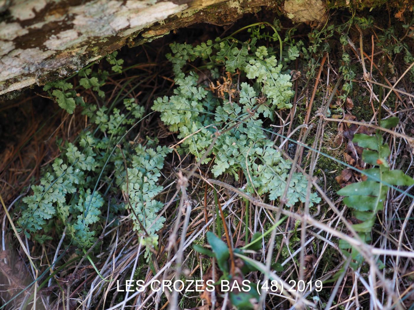 Spleenwort, Lanceolate plant